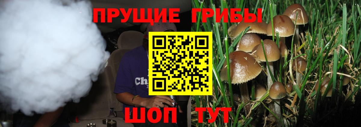 Псилоцибиновые грибы Psilocybine cubensis Гай